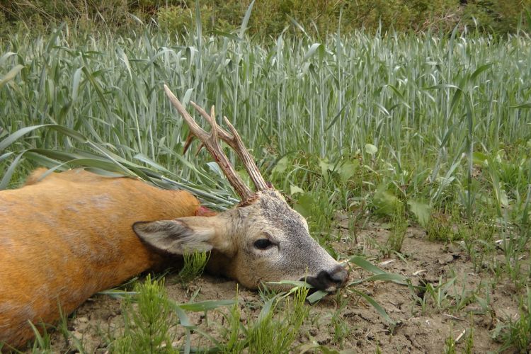 őzbak vadászat, Cigánd